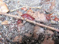 Lithobius peregrinus