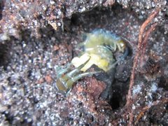 Cormocephalus esulcatus