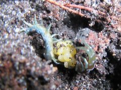 Cormocephalus esulcatus