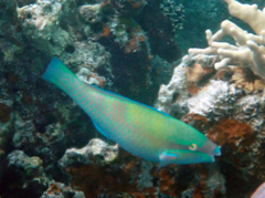 Blue-Bridle Parrotfish photo 3