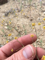 Eriogonum pusillum