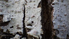 Lecanora caesiorubella