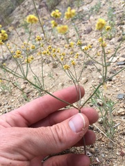 Eriogonum pusillum