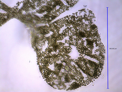 Microcystis wesenbergii