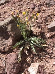 Crepis occidentalis pumila