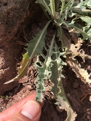 Crepis occidentalis pumila