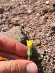 Crepis occidentalis pumila