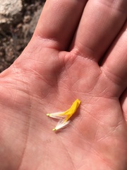 Crepis occidentalis pumila