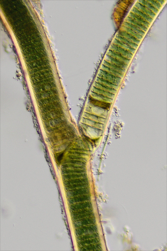 Scytonema crispum observed 2014-10-07