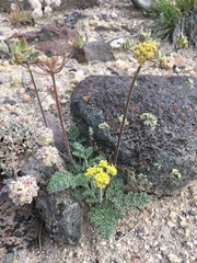 Lomatium foeniculaceum fimbriatum