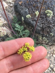 Lomatium foeniculaceum fimbriatum