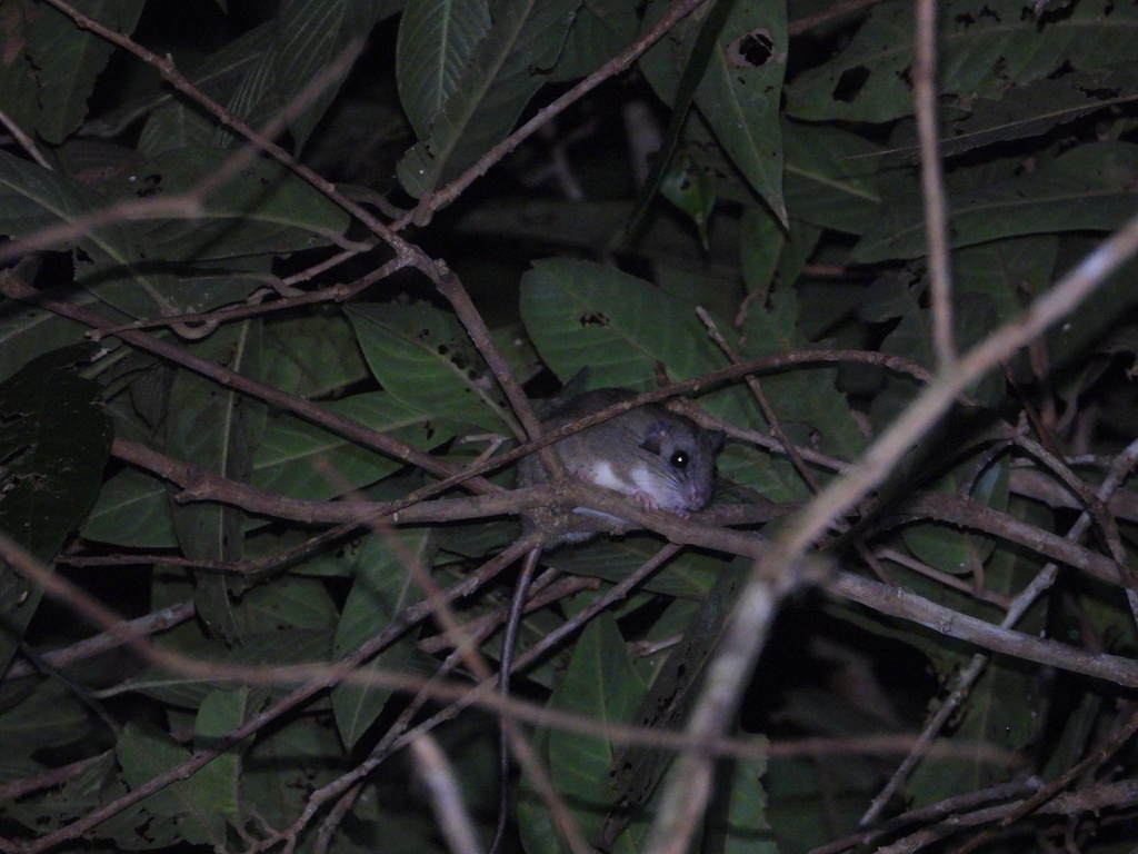 Grey Pogonomelomys