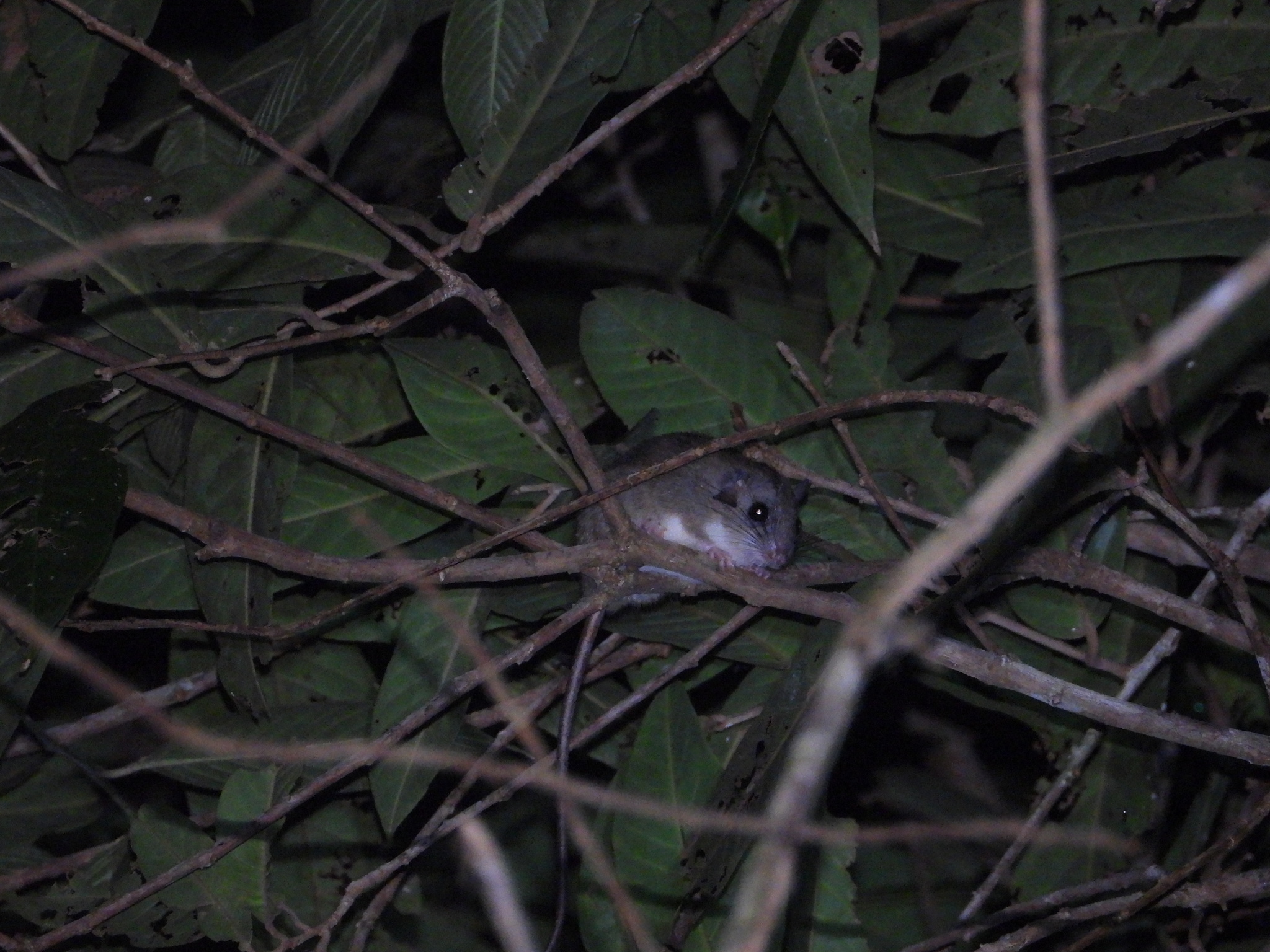 Brass's Brush Mouse
