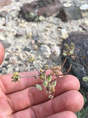 Lomatium foeniculaceum fimbriatum