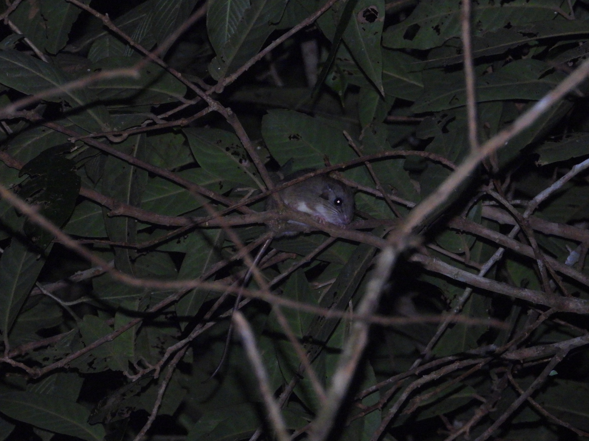 Brass's Brush Mouse photo 2
