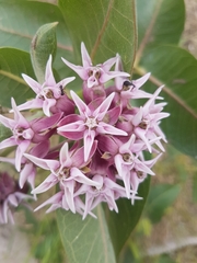 Asclepias speciosa