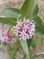 Asclepias speciosa
