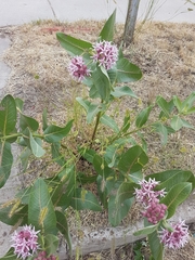 Asclepias speciosa