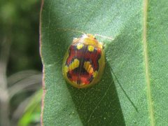 Paropsisterna gloriosa