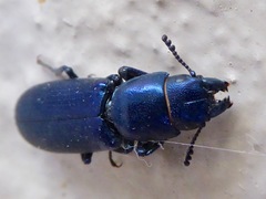 Temnoscheila