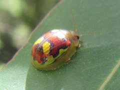 Paropsisterna gloriosa