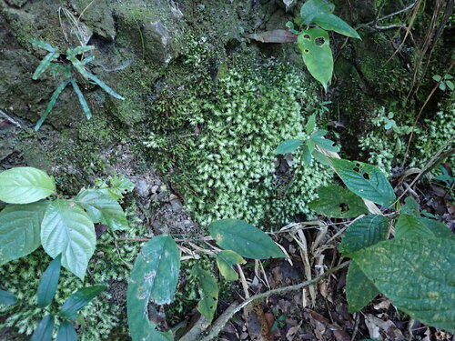 Leucobryum sanctum observed 2023-08-14
