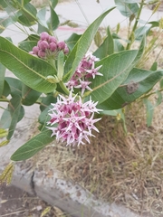 Asclepias speciosa