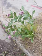 Asclepias speciosa