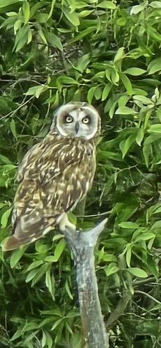 Asio flammeus observed 2024-09-16