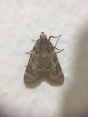 Aglossa dimidiatus
