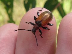 Ecnolagria rufescens