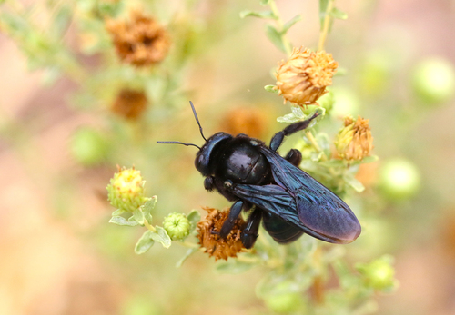 Western Carpenter Bee