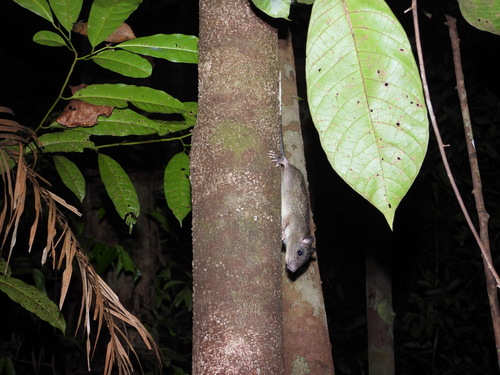 Uromys caudimaculatus