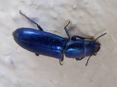 Temnoscheila