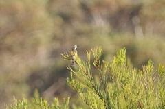 Gliciphila melanops