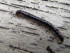 Notodesmus scotius