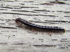 Notodesmus scotius