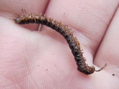 Notodesmus scotius