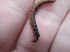 Notodesmus scotius