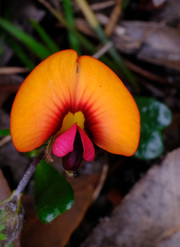 Image of Isotropis cuneifolia by (c) Peter Crowcroft, some rights reserved (CC BY)