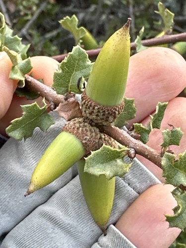 Nuttall's scrub oak