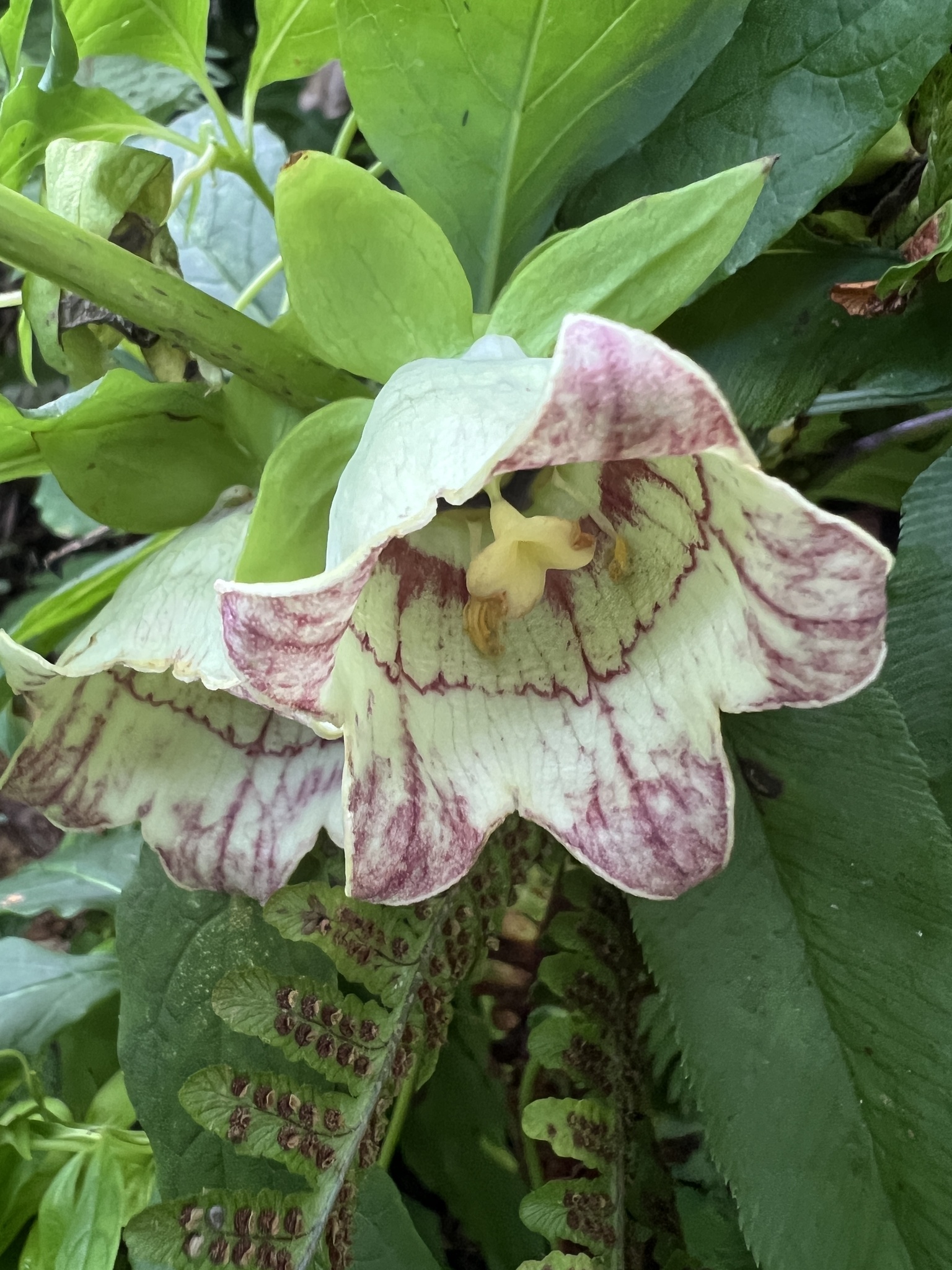 Codonopsis