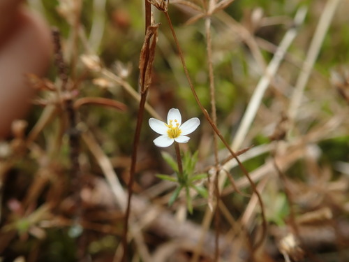 Image of Leptosiphon minimus by (c) Nolan Exe, some rights reserved (CC BY)