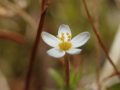 Image of True Babystars (Leptosiphon minimus) by (c) Nolan Exe, some rights reserved (CC BY)