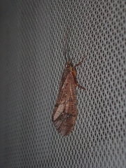 Ptilostomis ocellifera