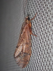 Ptilostomis ocellifera