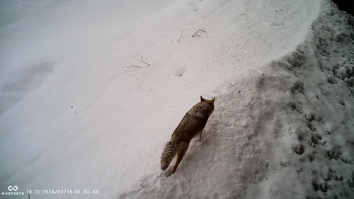 Coyote photographed in Alaska