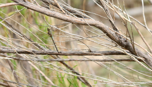 Blue-eyed Darner