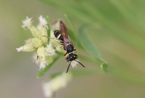 Hump-backed Beewolf
