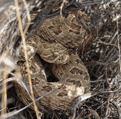 Prairie Rattlesnake